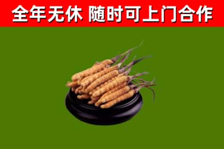 新邵县回收冬虫夏草